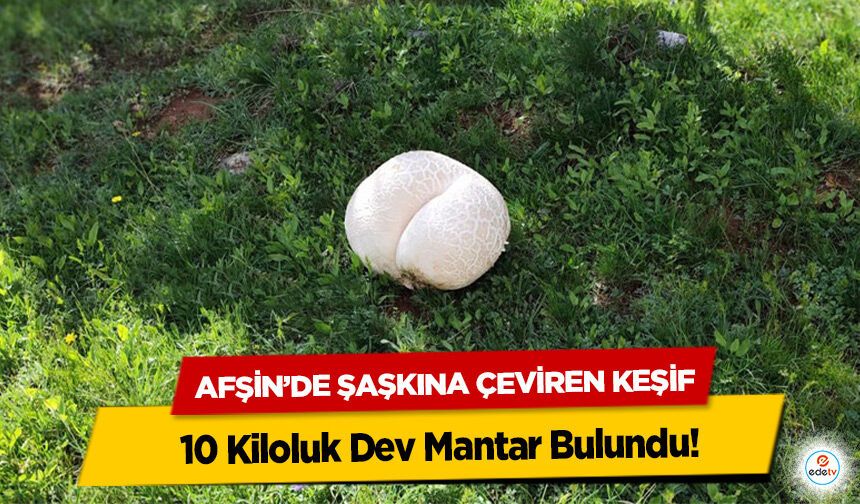 Afşin’de Şaşkına Çeviren Keşif: 10 Kiloluk Dev Mantar Bulundu!