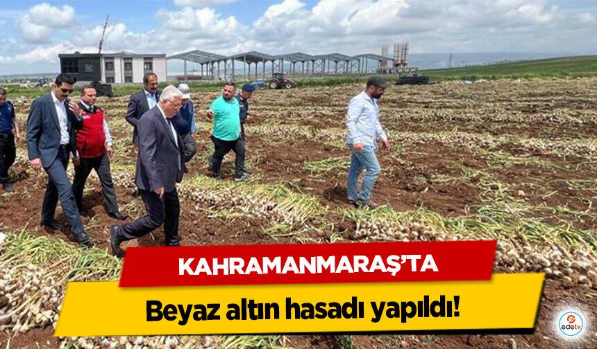 Kahramanmaraş’ta beyaz altın hasadı yapıldı!