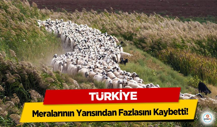 Türkiye Meralarının Yarısından Fazlasını Kaybetti!