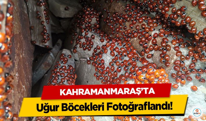 Kahramanmaraş’ta Uğur Böcekleri Fotoğraflandı!