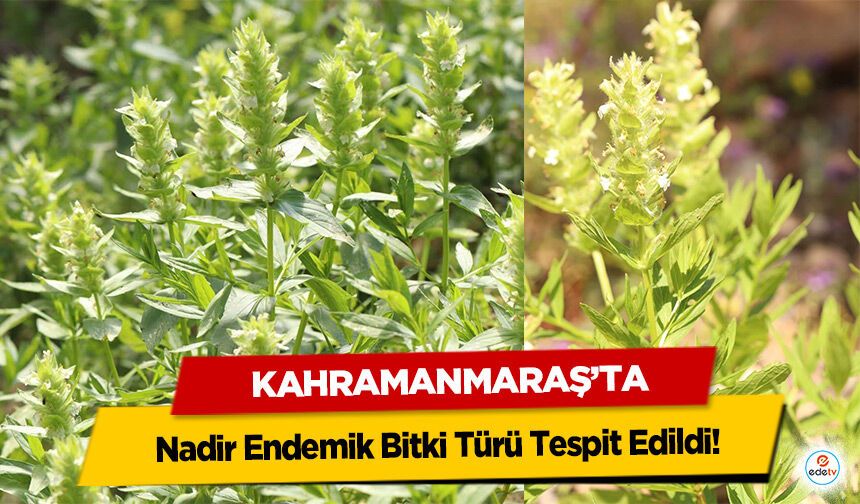 Kahramanmaraş’ta Nadir Endemik Bitki Türü Tespit Edildi!