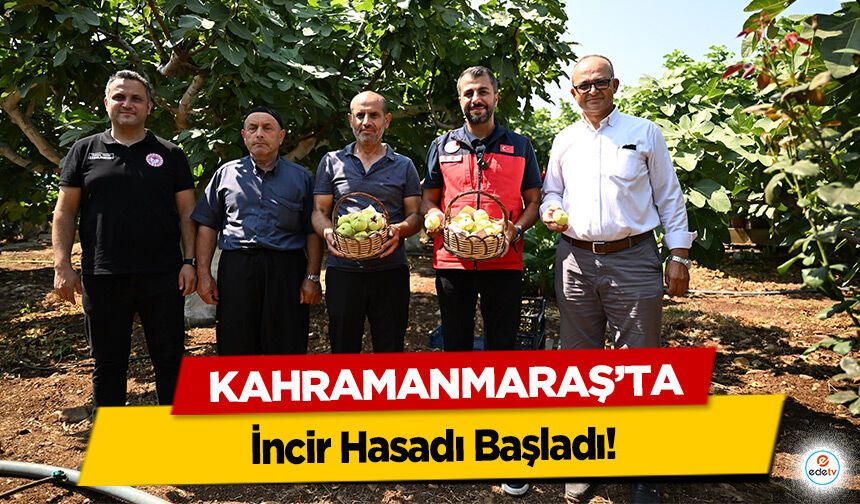 Kahramanmaraş’ta İncir Hasadı Başladı!