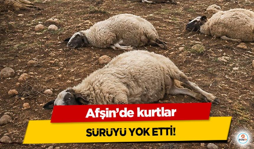 Afşin’de kurtlar sürüyü yok etti!