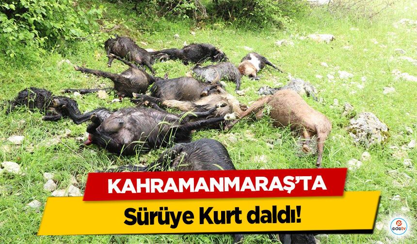 Kahramanmaraş’ta sürüye kurt daldı!