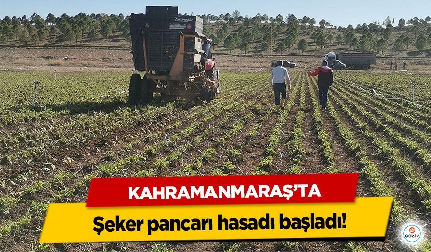 Kahramanmaraş’ta şeker pancarı hasadı başladı!