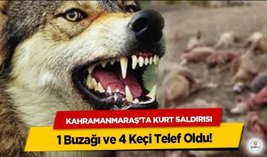 Kahramanmaraş’ta Kurt Saldırısı: 1 Buzağı ve 4 Keçi Telef Oldu