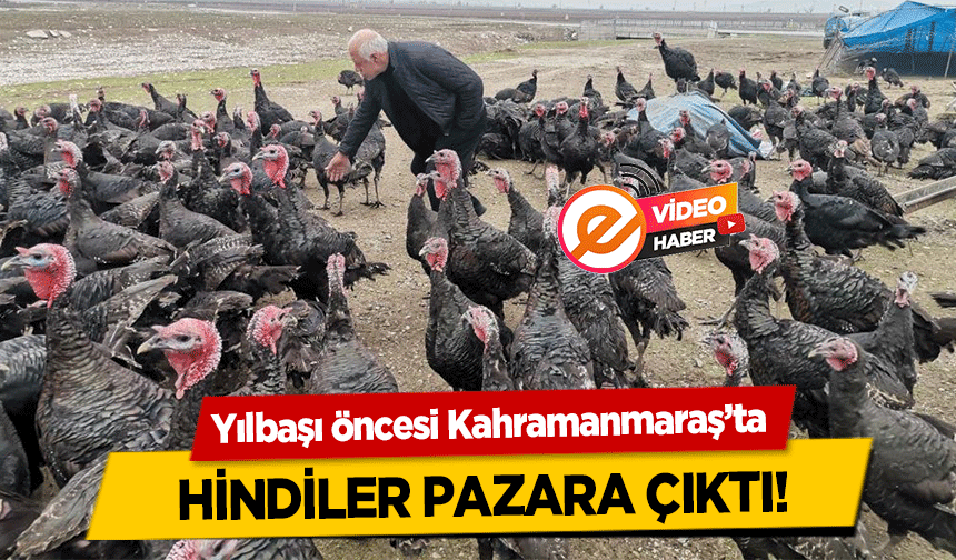 Yılbaşı öncesi Kahramanmaraş’ta hindiler pazara çıktı!