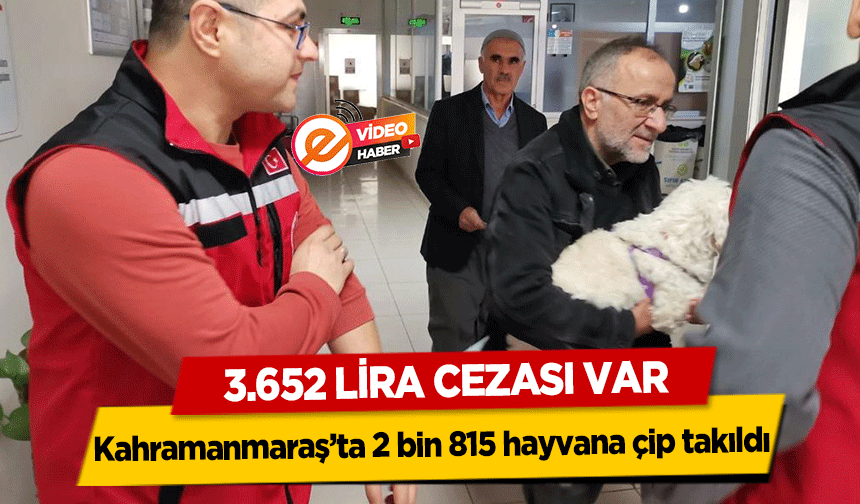 Kahramanmaraş’ta 2 bin 815 hayvana çip takıldı! 3.652 lira cezası var