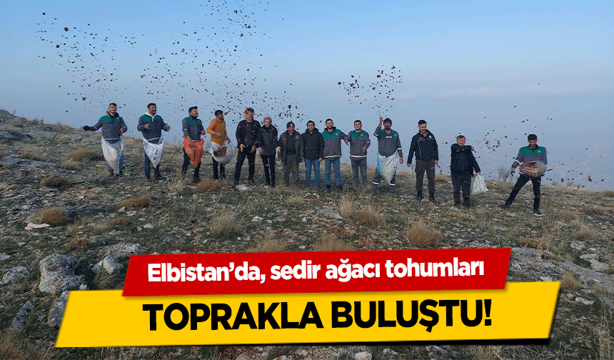 Elbistan’da, sedir ağacı tohumları toprakla buluştu