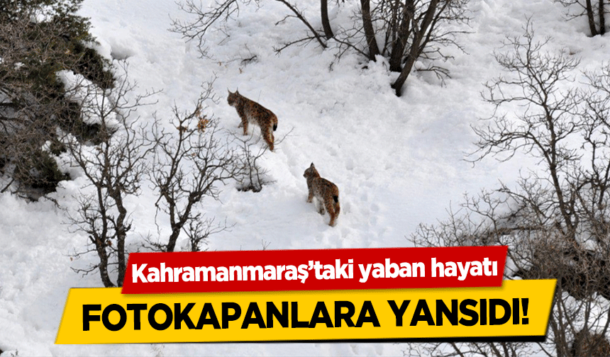 Kahramanmaraş’taki yaban hayatı fotokapanlara yansıdı!