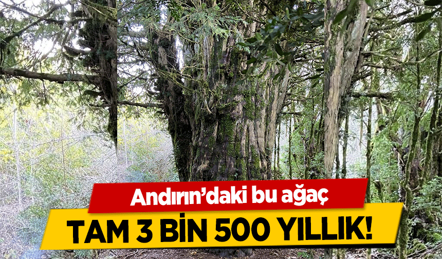 Andırın’daki bu ağaç tam 3 bin 500 yıllık!