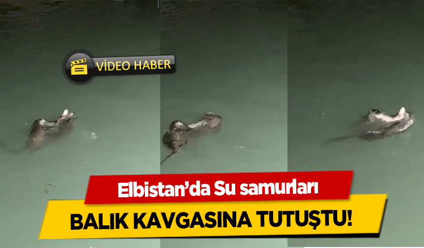 Elbistan’da Su samurları balık kavgasına tutuştu!