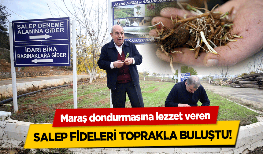 Maraş dondurmasına lezzet veren salep fideleri toprakla buluştu!