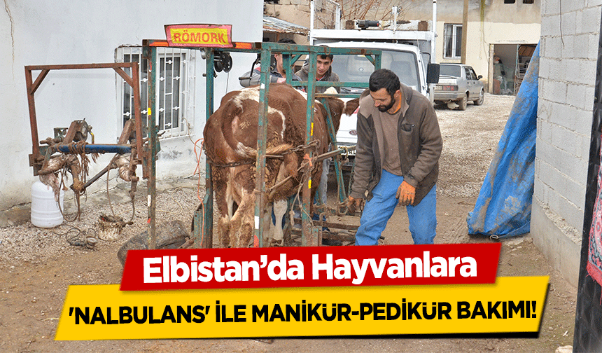 Elbistan’da Hayvanlara 'Nalbulans' İle Manikür-Pedikür Bakımı!