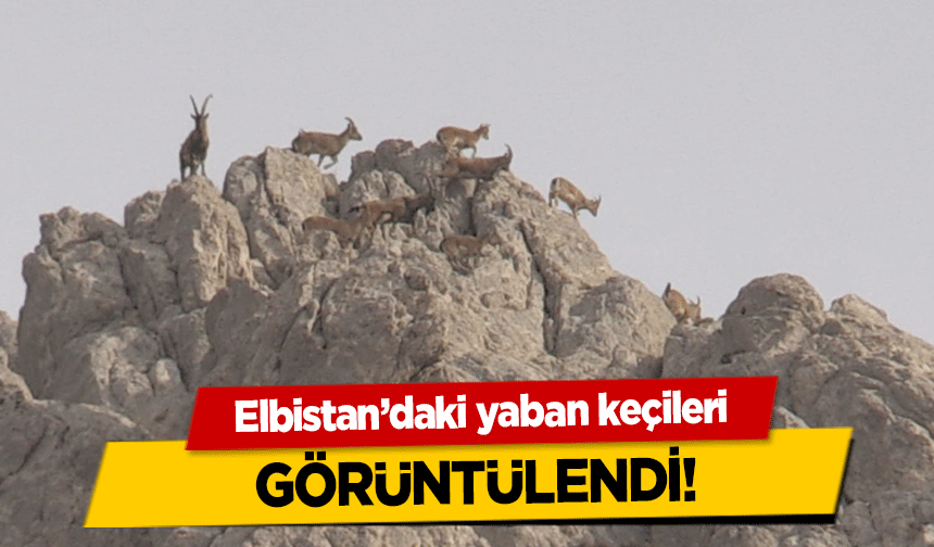 Elbistan’daki yaban keçileri görüntülendi!