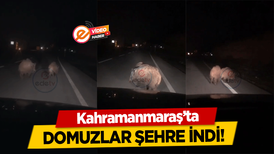 Kahramanmaraş’ta domuzlar şehre indi!