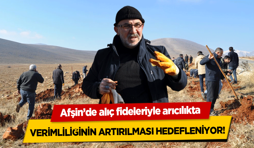 Afşin’de alıç fideleriyle arıcılıkta verimliliğinin artırılması hedefleniyor!