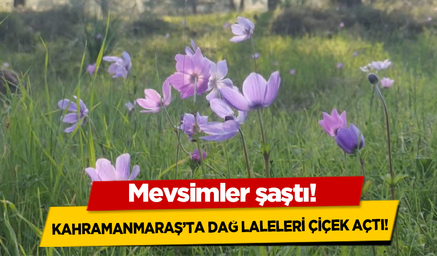 Mevsimler şaştı! Kahramanmaraş’ta dağ laleleri çiçek açtı!