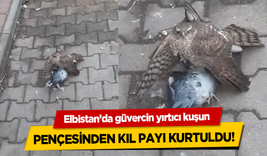 Elbistan’da güvercin yırtıcı kuşun pençesinden kıl payı kurtuldu!