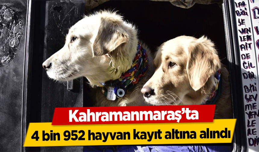 Kahramanmaraş'ta 4 bin 952 hayvan kayıt altına alındı