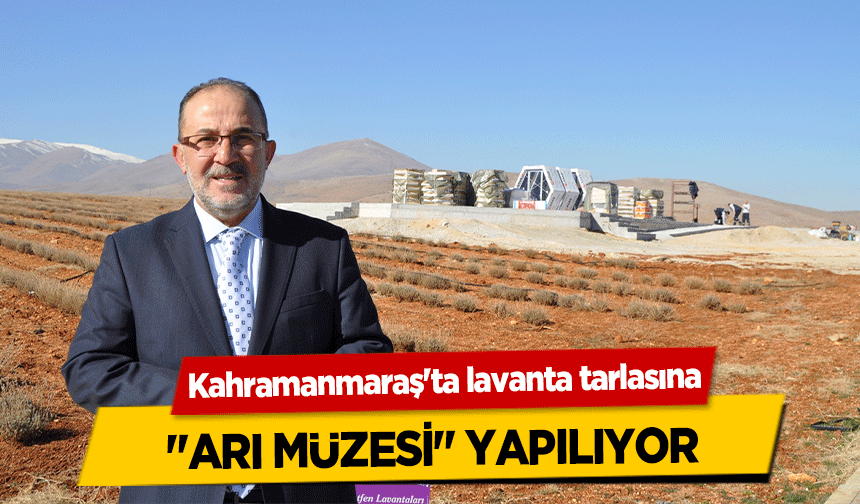 Kahramanmaraş'ta lavanta tarlasına ‘Arı Müzesi’ Yapılıyor