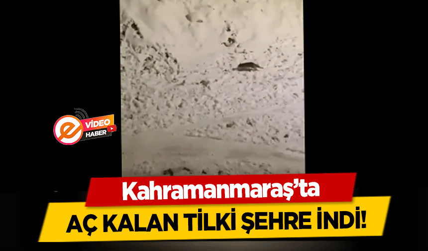 Kahramanmaraş’ta aç kalan tilki şehre indi!