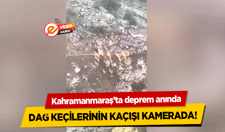 Kahramanmaraş’ta deprem anında dağ keçilerinin kaçışı kamerada!