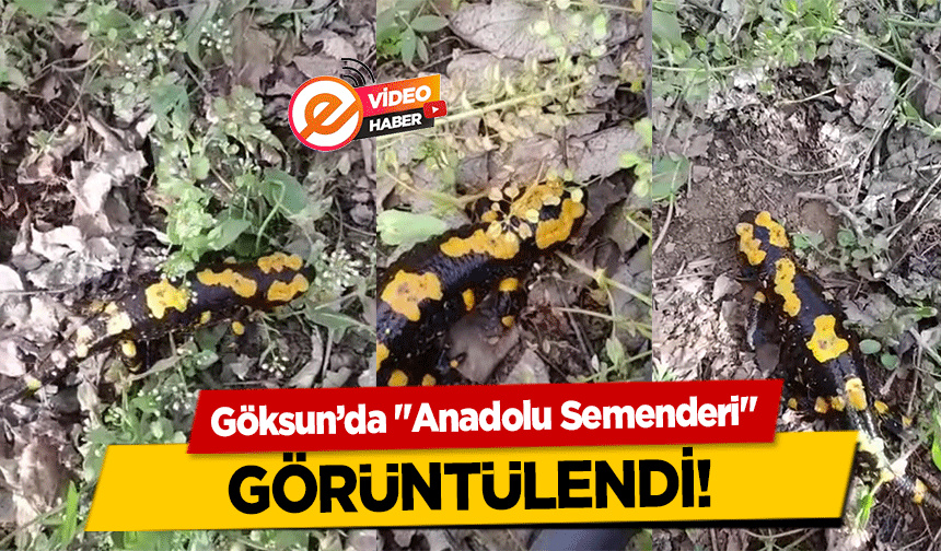 Göksun’da "Anadolu Semenderi" görüntülendi!