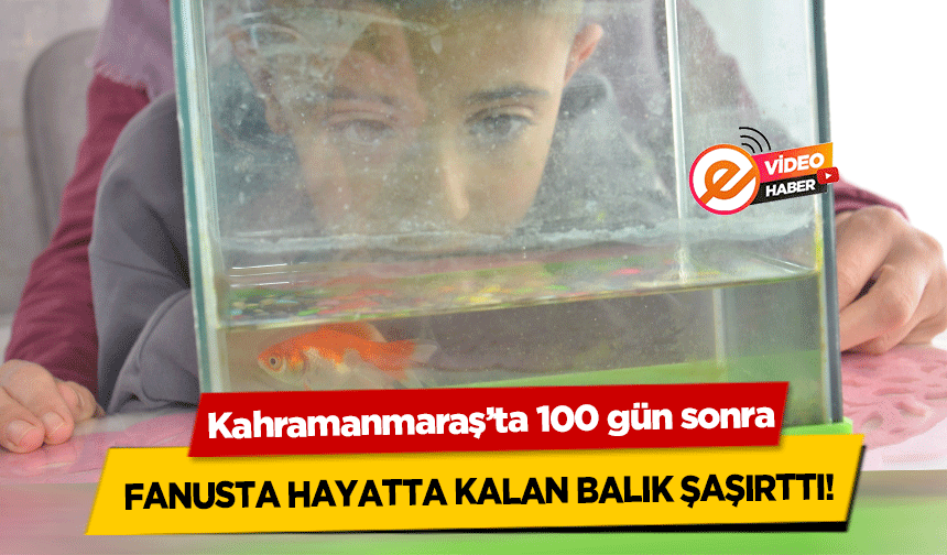 Kahramanmaraş’ta 100 gün sonra fanusta hayatta kalan balık şaşırttı!