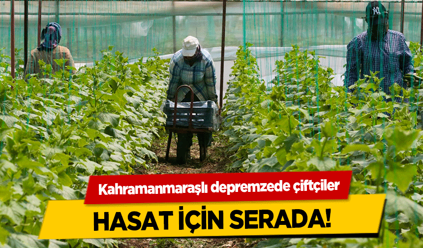 Kahramanmaraşlı depremzede çiftçiler hasat için serada