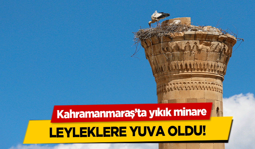 Kahramanmaraş’ta yıkık minare leyleklere yuva oldu!