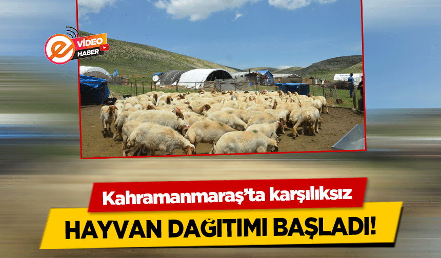 Kahramanmaraş’ta karşılıksız hayvan dağıtımı başladı!