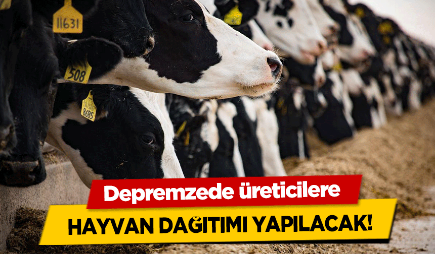 Depremzede üreticilere hayvan dağıtımı yapılacak