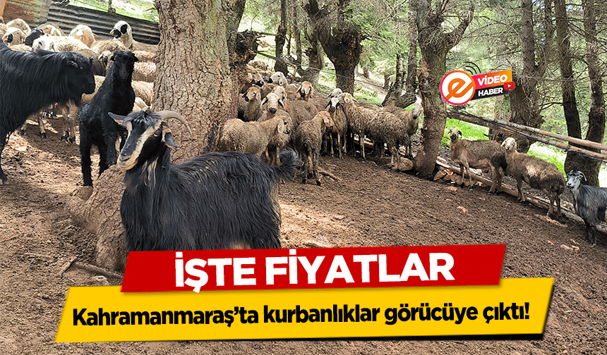 Kahramanmaraş’ta kurbanlıklar görücüye çıktı! İşte Fiyatlar