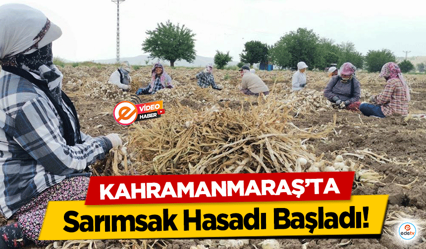 Kahramanmaraş’ta Sarımsak Hasadı Başladı!