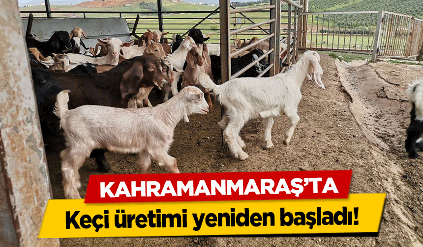 Kahramanmaraş’ta keçi üretimi yeniden başladı