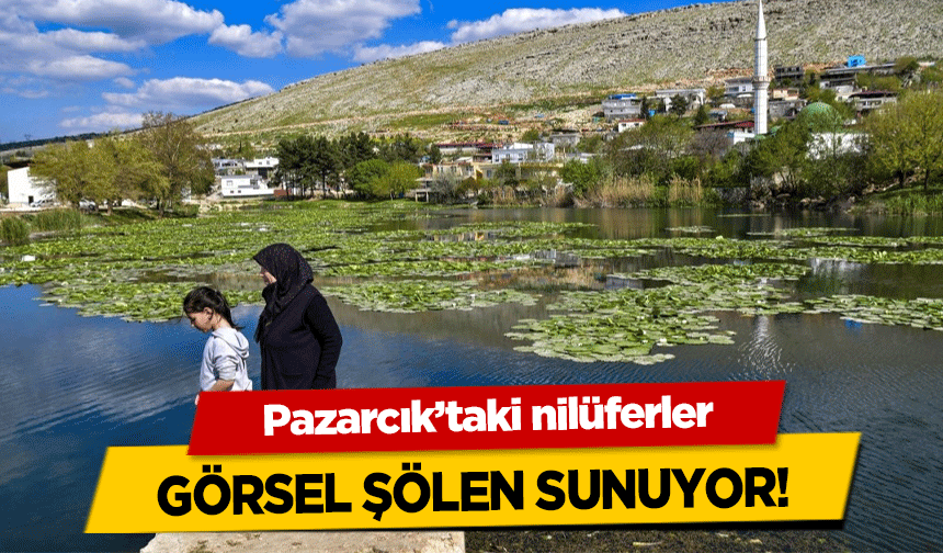 Pazarcık’taki nilüferler görsel şölen sunuyor