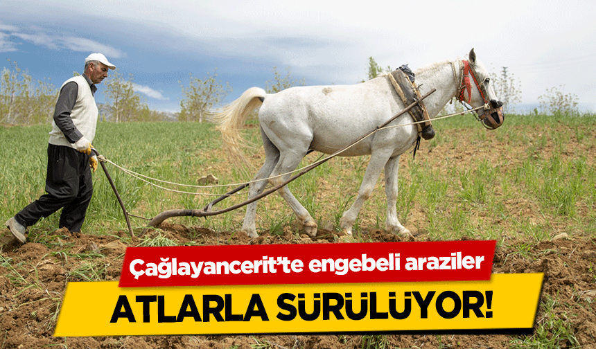 Çağlayancerit’te engebeli araziler atlarla sürülüyor!