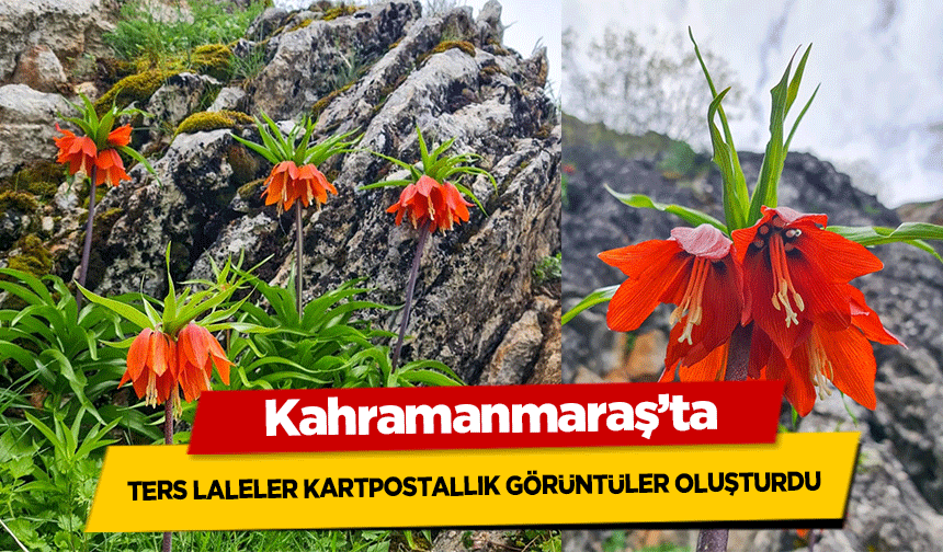 Kahramanmaraş'ta ters laleler kartpostallık görüntüler oluşturdu