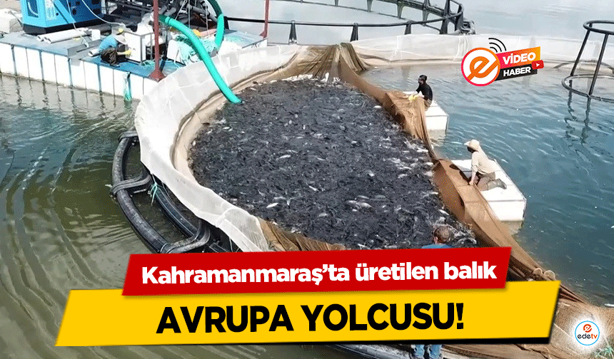 Kahramanmaraş’ta üretilen balık Avrupa Yolcusu!