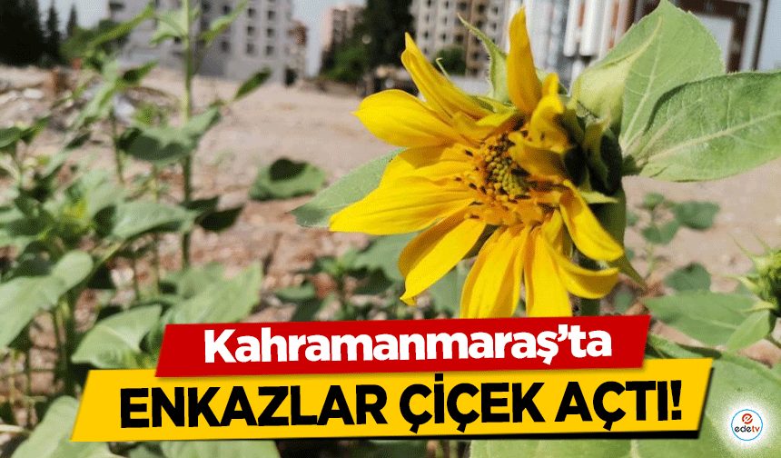 Kahramanmaraş’ta enkazlar çiçek açtı!