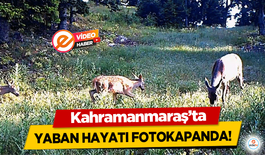 Kahramanmaraş’ta yaban hayatı fotokapanda!