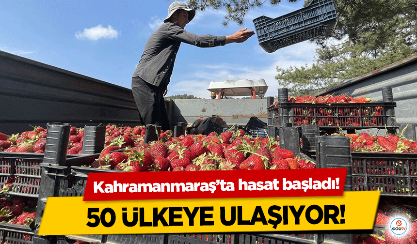 Kahramanmaraş’ta hasat başladı! 50 ülkeye ulaşıyor!