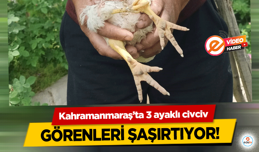 Kahramanmaraş’ta 3 ayaklı civciv görenleri şaşırtıyor!