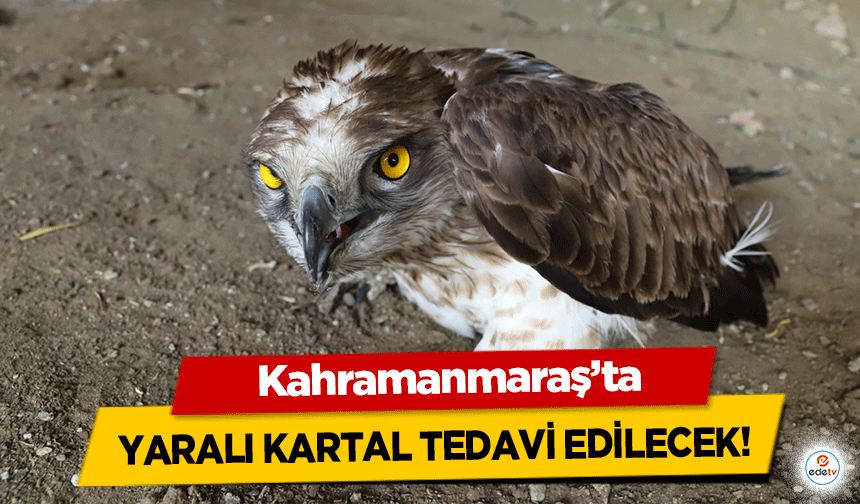 Kahramanmaraş'ta yaralı kartal tedavi edilecek!