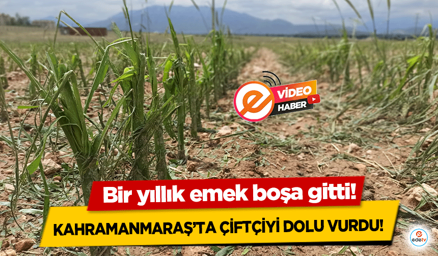 Kahramanmaraş’ta çiftçiyi dolu vurdu! Bir yıllık emek boşa gitti!