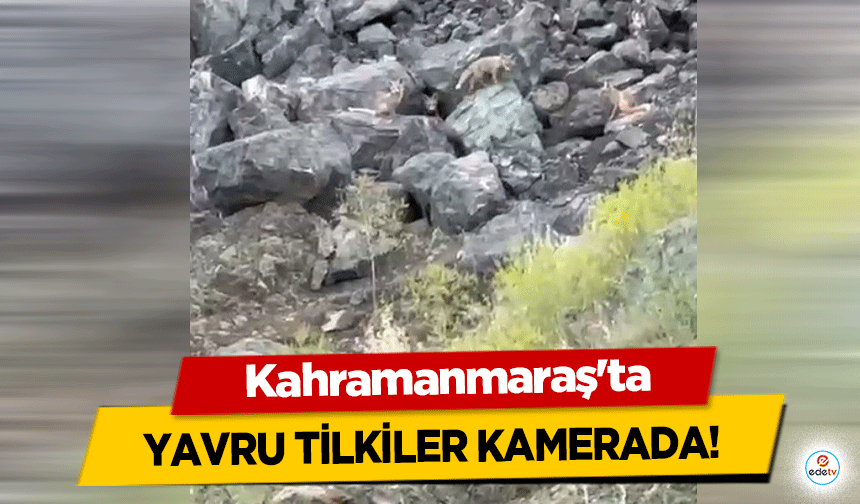 Kahramanmaraş’ta yavru tilkiler kamerada!