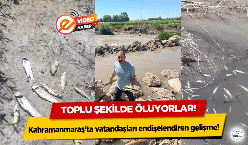 Kahramanmaraş’ta vatandaşları endişelendiren gelişme! Toplu şekilde ölüyorlar!