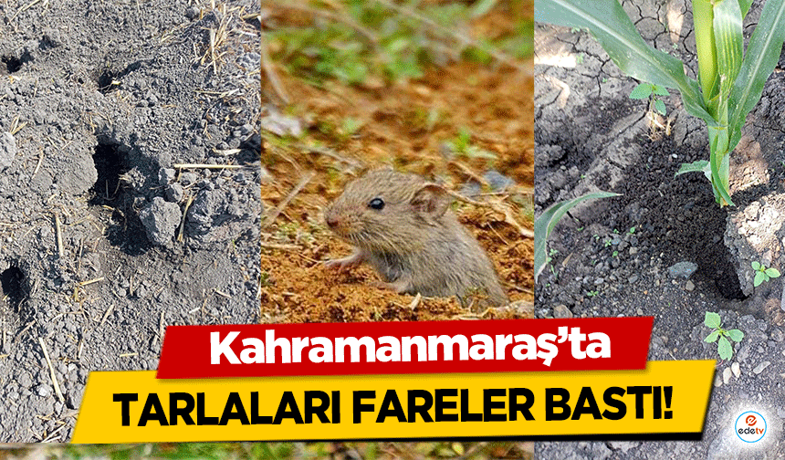 Kahramanmaraş’ta tarlaları fareler bastı!