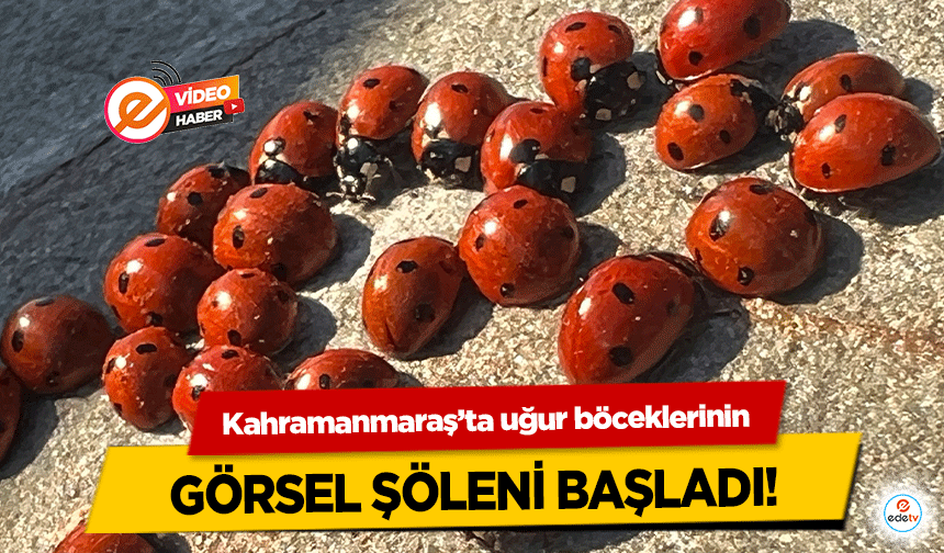 Kahramanmaraş’ta uğur böceklerinin görsel şöleni başladı!